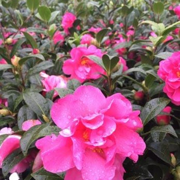 Floribunda Pinktastic