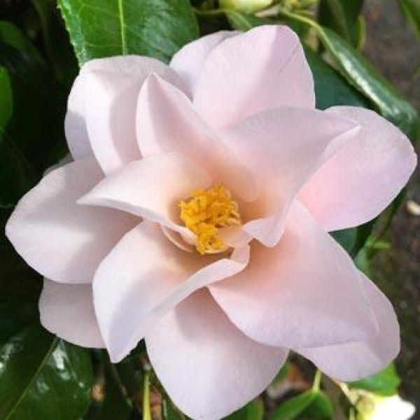 Magnoliaeflora